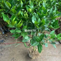 Cây cam v2 cỡ choai