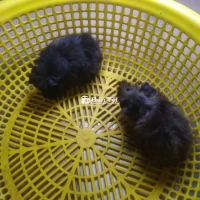 Bọ Ú Rạch Giá