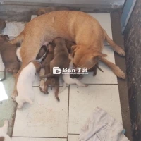 Anh nào có thiện chí nuôi mình tặng nha! Chó đực ạ. Giống chó lại gấu c, chó đực gần 2 tháng tuổi biết ăn dặm.  