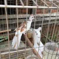   Cặp Cu Thái Vân Hoa Zin cho anh em nuôi sinh sản