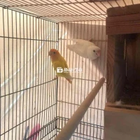 Vẹt Lovebird trống đầu đỏ thân vàng bao cồ - Màu sắc tuyệt đẹp, chăm con giỏi