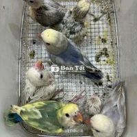 Vẹt Lovebird Cần Tìm Chủ Mới