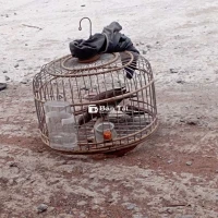 Chim Cu Gáy 2 Năm Lồng - Không Thời Gian Chăm Sóc, Để Lại Cho Ae Đam Mê  