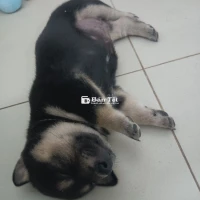 Cần bán chó cỏ lùn dáng đẹp 4 mắt, chân vớ - Giá tốt, giao nhanh Sài Gòn  