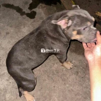 Cần đổi bully cái tơ vừa salo xong sang dòng nhỏ  