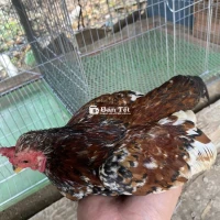 Gà Bị Gió Nhẹ Cần Giao Lưu Gà Mái  