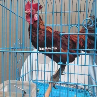 Gà Tre Nuôi Kiểng - Giống Gà Đẹp, Chất Lượng  