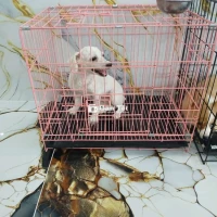 Cho Nuôi Chó Poodle Cái Sinh Sản