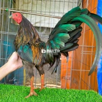 Jap Mỹ 1k340 Zin (Thanh Lý Lúa) - Gà Nhà, Tay Cục, Gần Thay Lông  