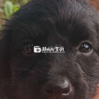 Lai pu đồ bé trai kutee