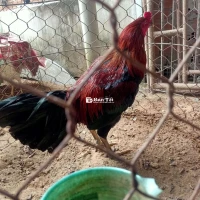 Gà Nồi Cần Ra Đi - Gà Que Tơ 3K1 Chưa Xổ Lần Nào  