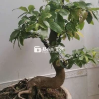 Gốc Mai Vàng Bon Sai Ghép Siêu Bông Bình Lợi  