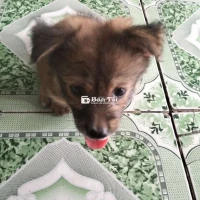 Chó Cỏ 2 Tháng Tuổi - Dòng Chó Nhỏ, Chân Ngắn, Lông Nhiều  