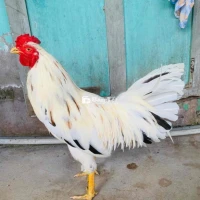 Gà Bướm 2,4kg Tay Pin Long Mới - Gà Zin Cự Mạnh, Có Ship Xa Khi Nhận Cọc!  