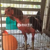 Gà thay lông thanh lý giá thịt