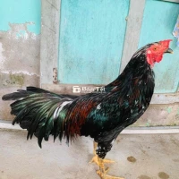 gà bông 2,750g