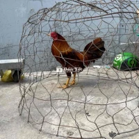 Gà khét 1kg350 thua sĩu bán cản mái  