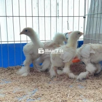 Bán 4 bé kỳ lân hơn 1 tháng. 250k/con