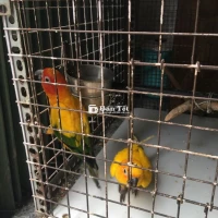 Thanh Lý Tất Cả Chim Vẹt Khỏe Mạnh  