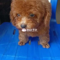 Poolde nâu đỏ siêu nhỏ, đã tiêm phòng, biết đi vệ sinh đúng chỗ