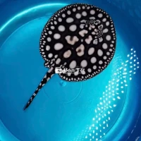 Cá Sam Nước Ngọt Blackdiamond - Siêu phẩm U16 - 20 con chỉ từ 4 triệu!