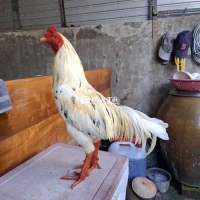 Thái mỹ việt 2k9