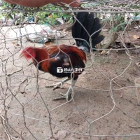 Gà nọc thay long cắn người 1kg6