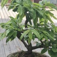 Bán Hoa Mai Già Mùa - Dọn Vườn Làm Nhà  
