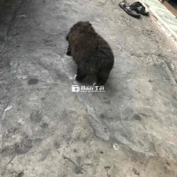 poople lai nhật.