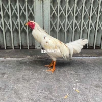 Gà Bướm Nòi Lai 2kg Tơ - Cứng Cáp, Đá Hay, Vảy Đẹp