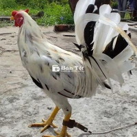 Trống bướm Mỹ F1 2.2kg
