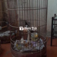 Minh băy đc em chao mao chim ai sông  chim ko thât