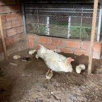 Cần bán bầy gà con Thái Mỹ 5 ngày tuổi  