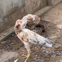 Gà Jap Mỹ  