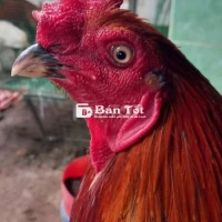 Đổi nọc thanh lý 3k1
