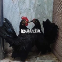 Bán/Gl Cặp Gà Serama Mái Tre 4 Tháng Tuổi
