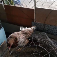 Trẻ bắc5tháng rưỡi, mái