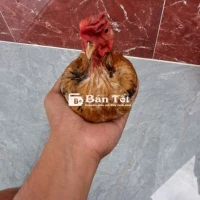Bán hoặc giao lưu gà màu khác - Gà tre Bắc Bản  