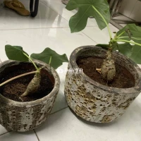 Sen lục bình - 2 chậu - 250k