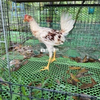 Trống Nòi Mỹ 3 Tháng Tuổi - 1kg6, Trưởng Thành Trên 3kg  