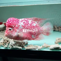 Cần bay em GB F2 sz 5 ngón