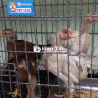 Siu Thái nồi trạng lớn