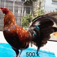 Cú Gà Zin Ae Nhé - Sung Túc 1kg4 - Gà Tre Zin Hàng Nhà Cản Chuẩn  