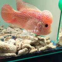 Cần bán em GB sz 2,5 ngón