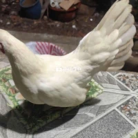 Bán/Giao lưu gà đang cho trứng