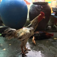 Bướm 3k3 Hàng Đấu Liền  