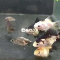 Oranda tricolor, rachu tini
