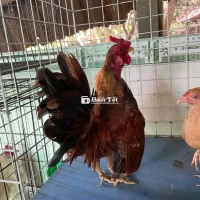 Cặp Gà Tre Kiểng SS 11 Tháng Tuổi - Dư Dùng Chia Sẻ Cho Anh Em  