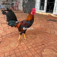 Gà Tre Siu Mỹ Tơ Zin Màu Điều Chán Vàng 2-4kg