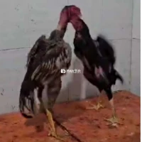 Bán Gà Đòn Xám Chất Lượng - Có Ship Xa - Video Đá Zalo  